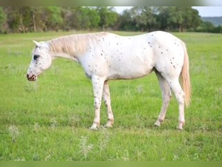 Pony of the Americas Wallach 15 Jahre 147 cm in Buckholts, TX