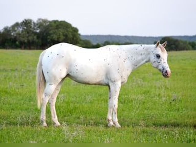 Pony of the Americas Wallach 15 Jahre 147 cm in Buckholts, TX