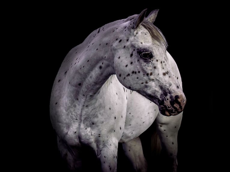 Pony of the Americas Wallach 15 Jahre 147 cm in Buckholts, TX