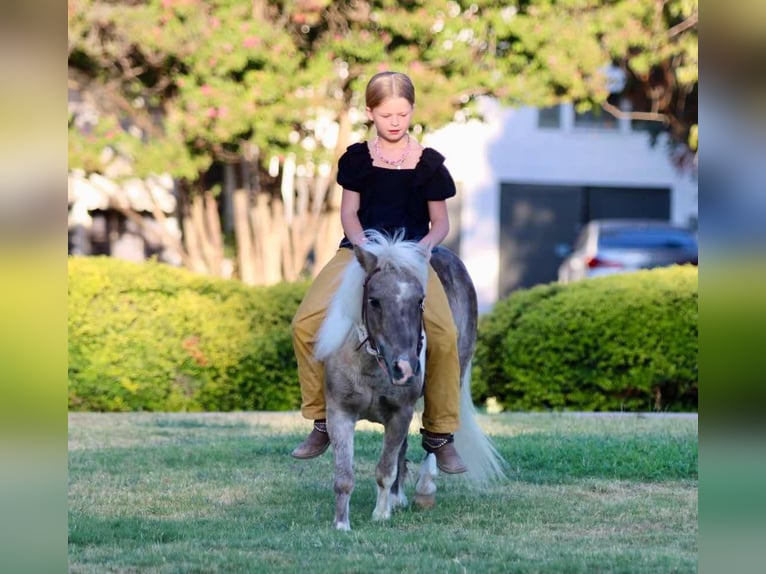 Pony of the Americas Wallach 15 Jahre 91 cm Buckskin in Stephenville TX