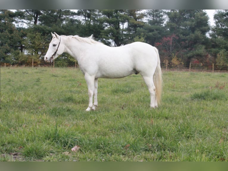 Pony of the Americas Wallach 16 Jahre White in North Judson IN