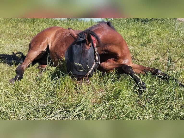 Pony of the Americas Wallach 17 Jahre 154 cm Brauner in Kevelaer