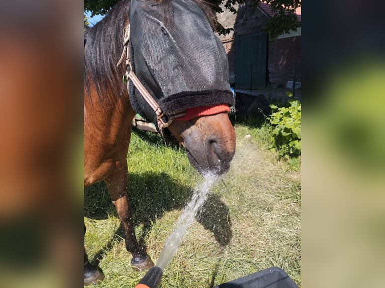 Pony of the Americas Wallach 17 Jahre 154 cm Brauner in Kevelaer