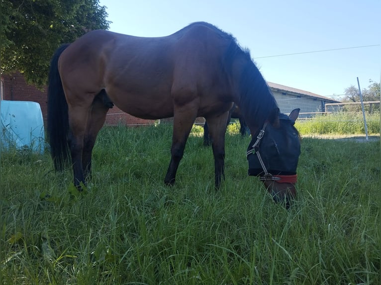 Pony of the Americas Wallach 17 Jahre 154 cm Brauner in Kevelaer