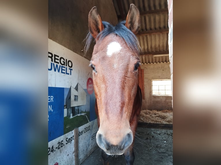 Pony of the Americas Wallach 17 Jahre 154 cm Brauner in Kevelaer