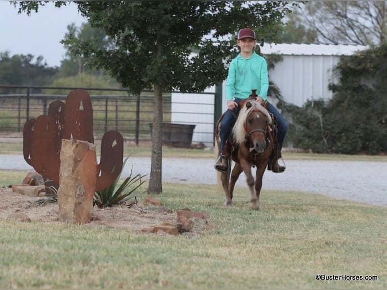 Pony of the Americas Wallach 18 Jahre 99 cm Dunkelfuchs in Weatherford TX