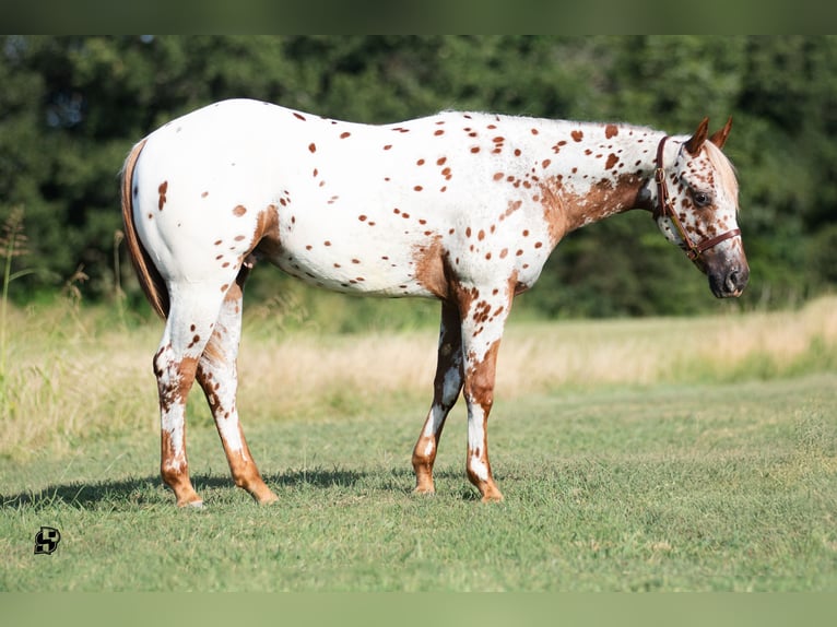 Pony of the Americas Wallach 1 Jahr 130 cm Dunkelfuchs in Whitesboro, TX