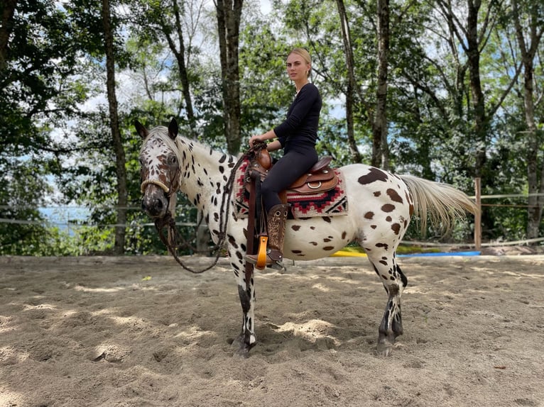 Pony of the Americas Wallach 3 Jahre 142 cm Tigerschecke in Schopfheim