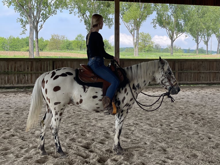 Pony of the Americas Wallach 3 Jahre 142 cm Tigerschecke in Schopfheim