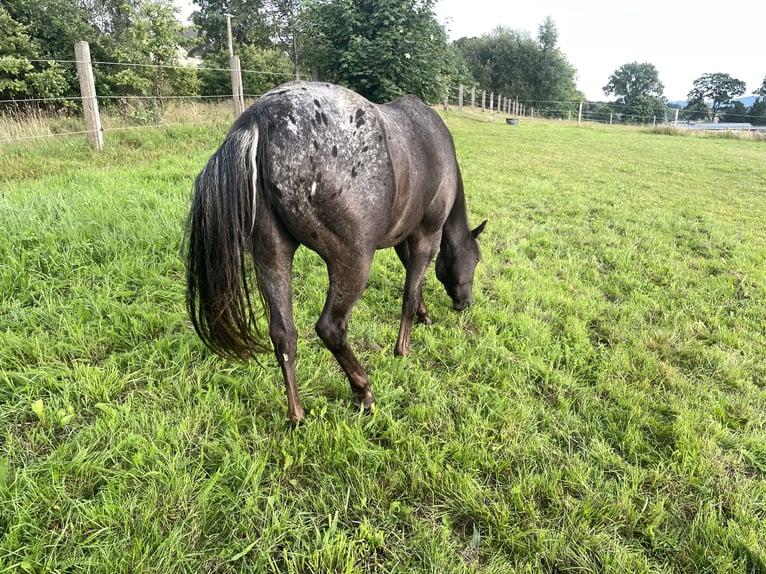 Pony of the Americas Wallach 3 Jahre 142 cm Tigerschecke in Adorf