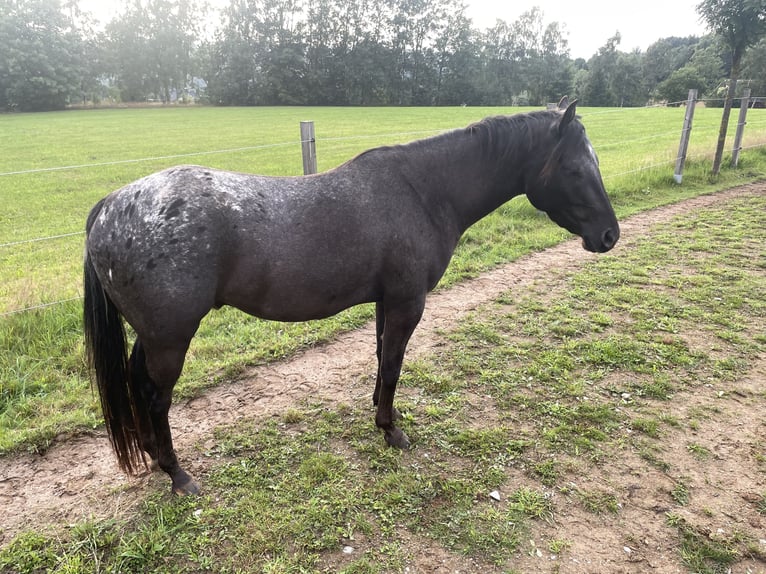 Pony of the Americas Wallach 3 Jahre 142 cm Tigerschecke in Adorf