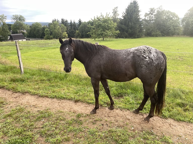 Pony of the Americas Wallach 3 Jahre 142 cm Tigerschecke in Adorf