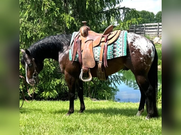 Pony of the Americas Wallach 4 Jahre 135 cm Rotbrauner in Martinsville, IN