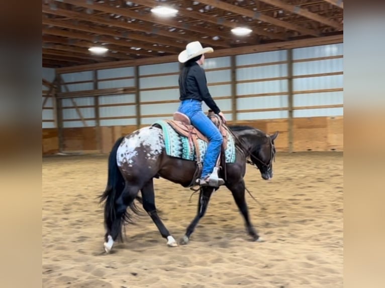 Pony of the Americas Wallach 4 Jahre 135 cm Rotbrauner in Martinsville, IN