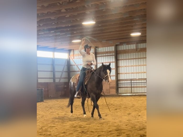 Pony of the Americas Wallach 4 Jahre 135 cm Rotbrauner in Martinsville, IN