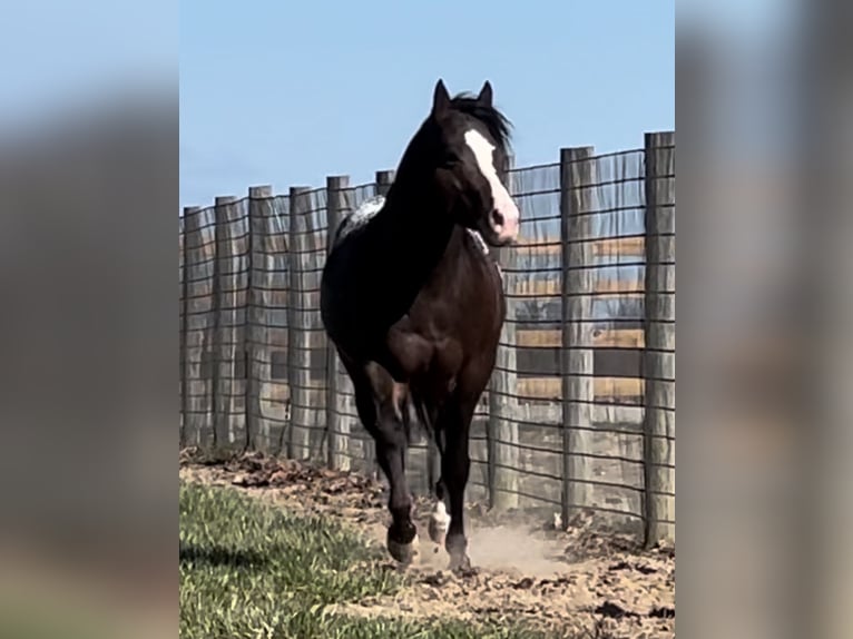Pony of the Americas Wallach 4 Jahre 135 cm Rotbrauner in Martinsville, IN