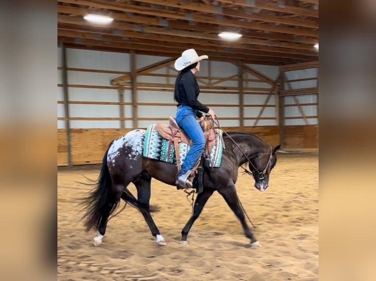 Pony of the Americas Wallach 4 Jahre 135 cm Rotbrauner in Martinsville, IN
