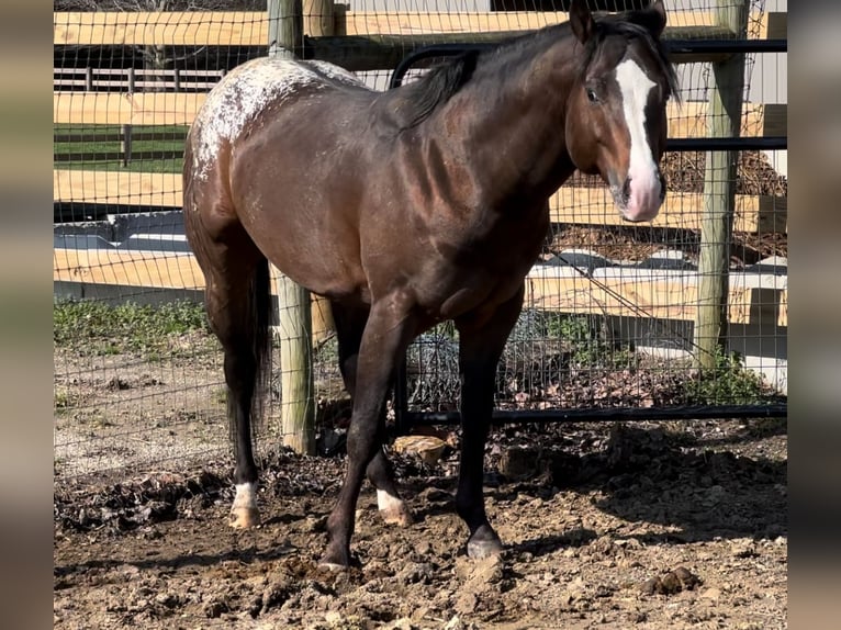 Pony of the Americas Wallach 4 Jahre 135 cm Rotbrauner in Martinsville, IN