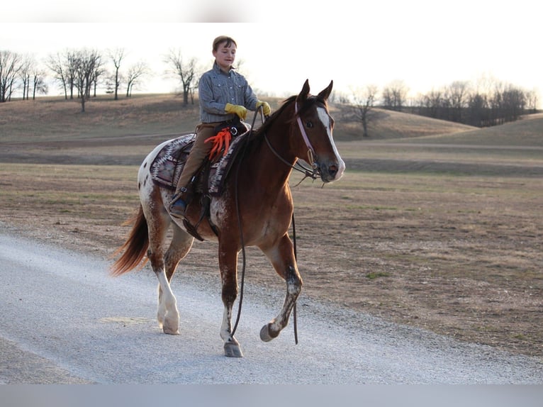 Pony of the Americas Mix Wallach 4 Jahre 145 cm in Purdy