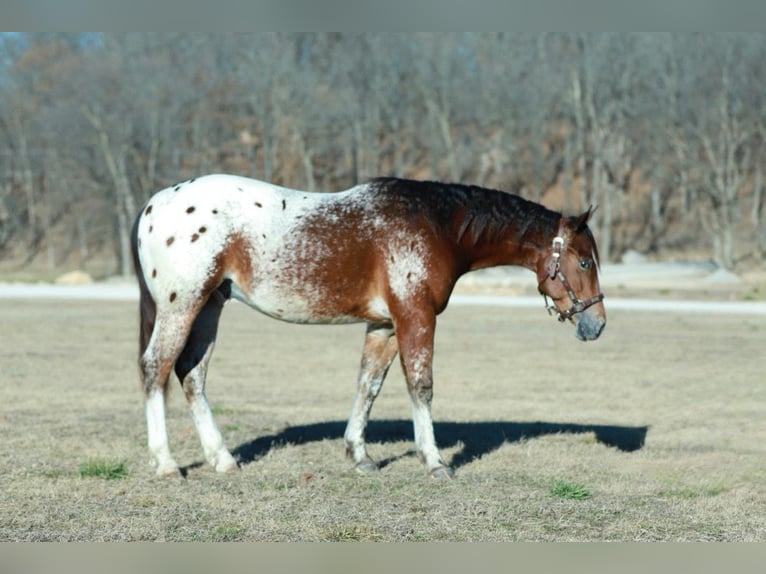 Pony of the Americas Mix Wallach 4 Jahre 145 cm in Purdy