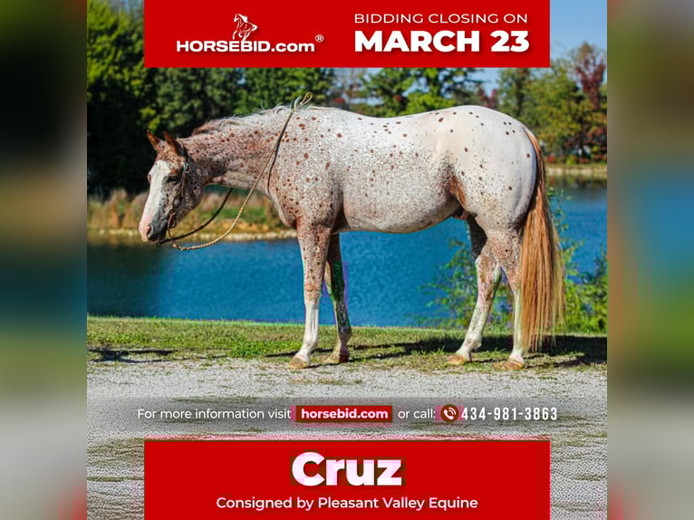 Pony of the Americas Wallach 4 Jahre 147 cm Dunkelfuchs in Robards