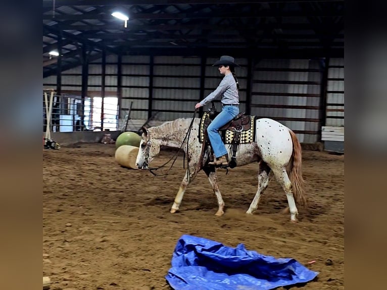 Pony of the Americas Wallach 4 Jahre 147 cm Dunkelfuchs in Robards