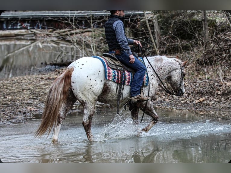 Pony of the Americas Wallach 4 Jahre 147 cm Dunkelfuchs in Robards