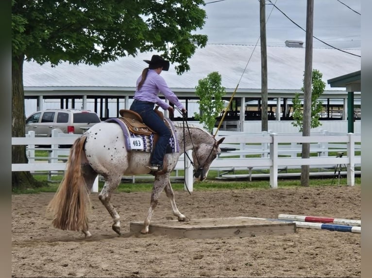 Pony of the Americas Wallach 4 Jahre 147 cm Dunkelfuchs in Robards