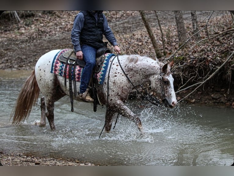 Pony of the Americas Wallach 4 Jahre 147 cm Dunkelfuchs in Robards