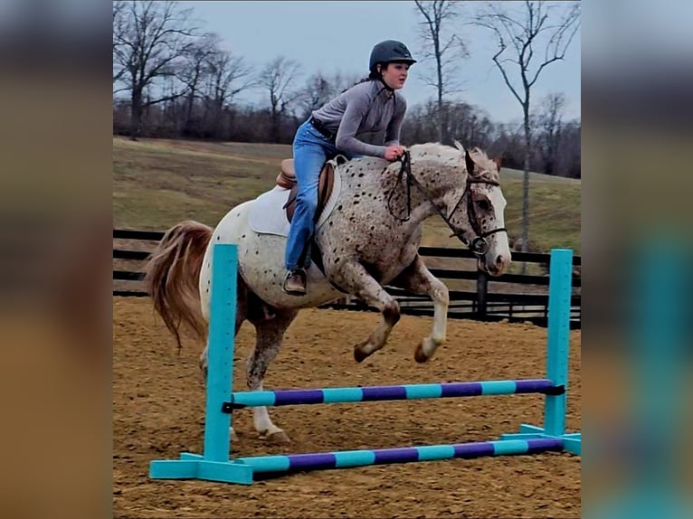 Pony of the Americas Wallach 4 Jahre 147 cm Roan-Red in Robards