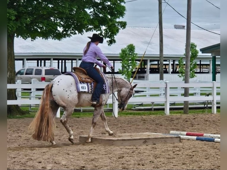 Pony of the Americas Wallach 4 Jahre 147 cm Roan-Red in Robards