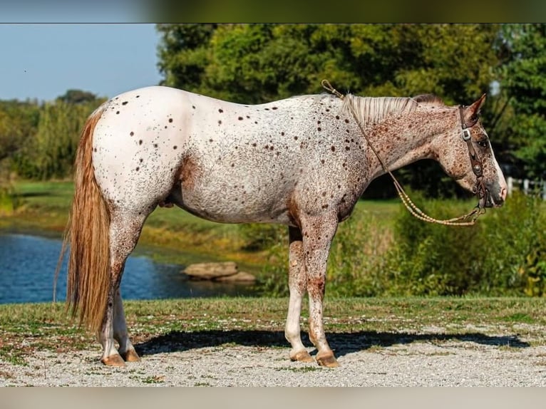 Pony of the Americas Wallach 4 Jahre 147 cm Roan-Red in Robards