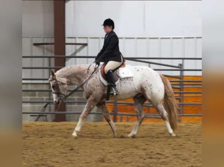 Pony of the Americas Wallach 4 Jahre 147 cm Roan-Red in Robards