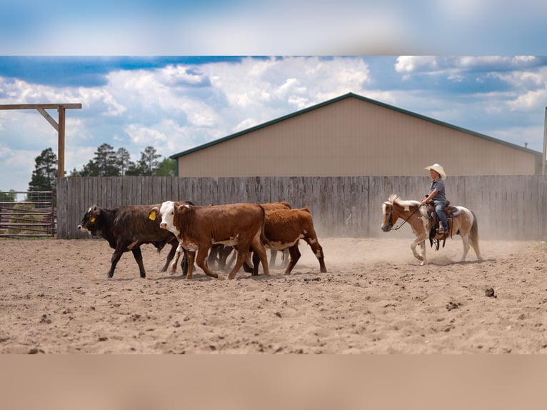 Pony of the Americas Mix Wallach 4 Jahre Schecke in Akeley