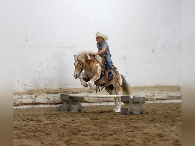 Pony of the Americas Mix Wallach 4 Jahre Schecke in Akeley