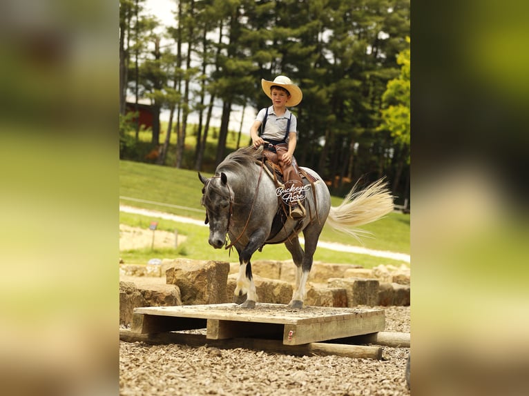 Pony of the Americas Wallach 5 Jahre 114 cm Schimmel in Millersburg