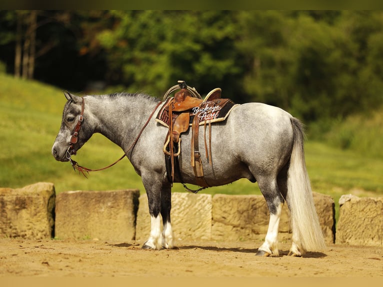 Pony of the Americas Wallach 5 Jahre 114 cm Schimmel in Millersburg