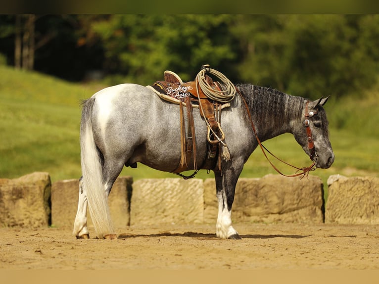 Pony of the Americas Wallach 5 Jahre 114 cm Schimmel in Millersburg