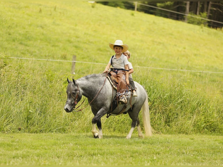 Pony of the Americas Wallach 5 Jahre 114 cm Schimmel in Millersburg