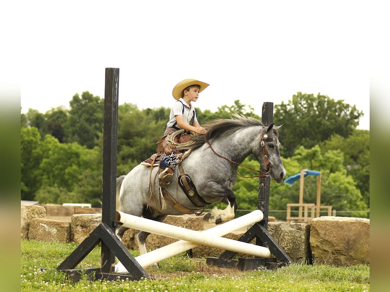 Pony of the Americas Wallach 5 Jahre 114 cm Schimmel in Millersburg