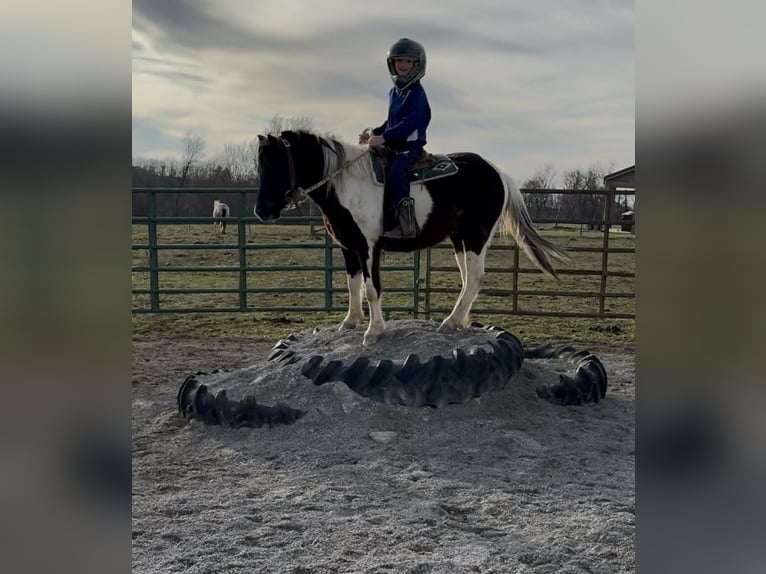 Pony of the Americas Wallach 5 Jahre 122 cm Tobiano-alle-Farben in Lexington