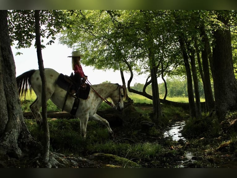 Pony of the Americas Wallach 5 Jahre 142 cm Buckskin in Horton