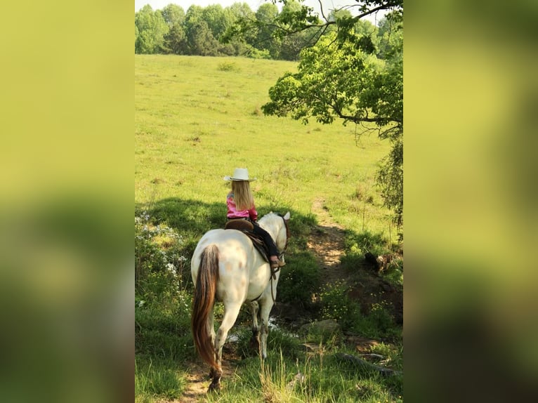 Pony of the Americas Wallach 5 Jahre 142 cm Buckskin in Horton