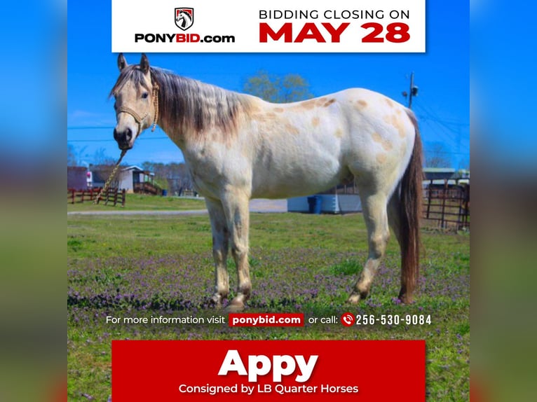 Pony of the Americas Wallach 5 Jahre 142 cm Buckskin in Horton