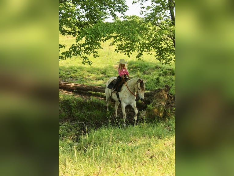 Pony of the Americas Wallach 5 Jahre 142 cm Buckskin in Horton