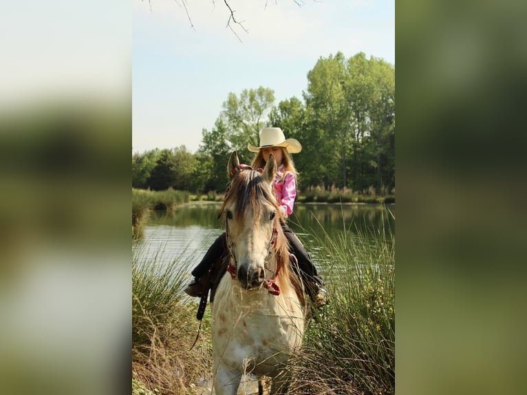 Pony of the Americas Wallach 5 Jahre 142 cm Buckskin in Horton