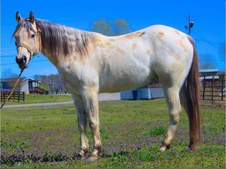 Pony of the Americas Wallach 5 Jahre 142 cm Buckskin in Horton