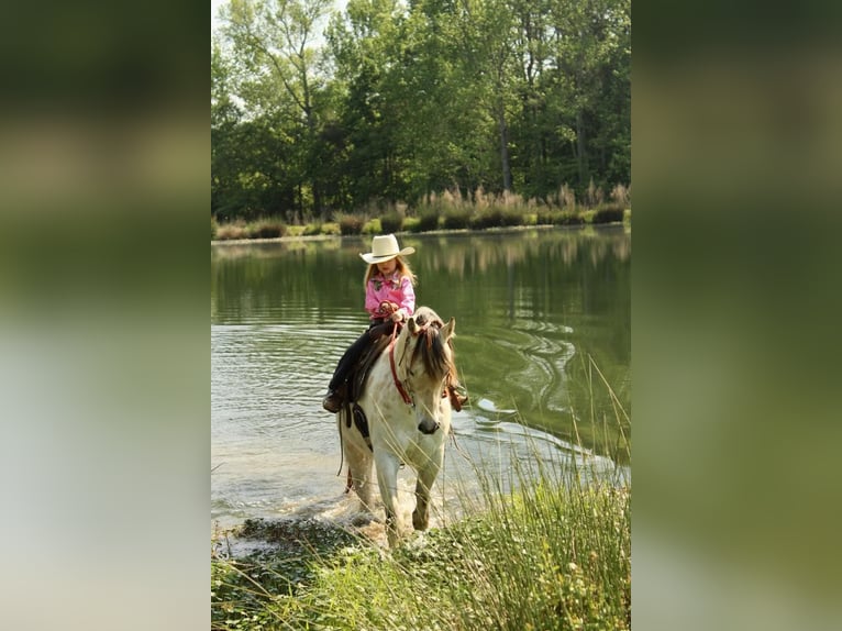 Pony of the Americas Wallach 5 Jahre 142 cm Buckskin in Horton