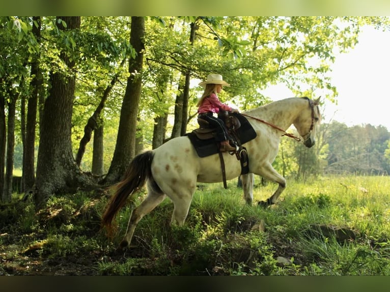 Pony of the Americas Wallach 5 Jahre 142 cm Buckskin in Horton