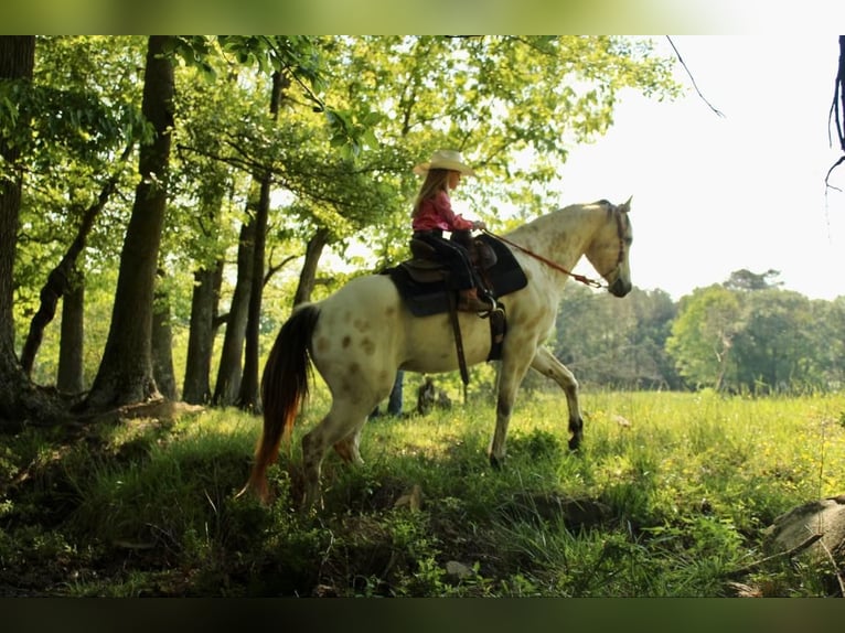 Pony of the Americas Wallach 5 Jahre 142 cm Buckskin in Horton